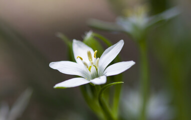 White flower Ornithogalum