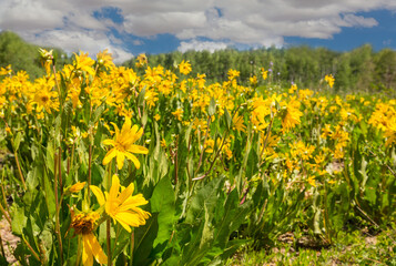 Mountains meadow