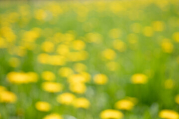 yellow flowers background soft focus