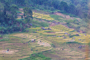 Rice field