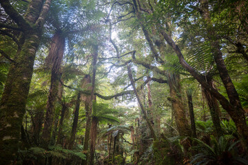 Obraz premium New Zealand forest