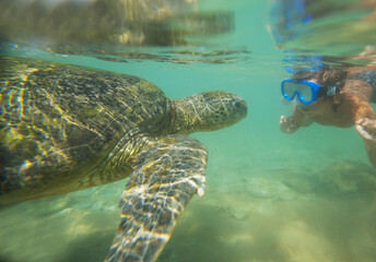 Obraz premium Turtle and boy