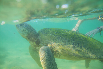 Obraz premium Turtle and boy