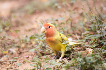 Yellow Fischer's Lovebird in wild - African lovebird