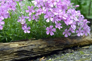 A floral rug made of pink flowers grows on a home flowerbed in the yard, with a wooden border.