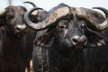 African buffalo in Kenya