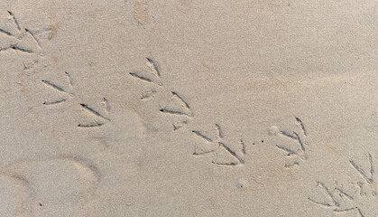 Trail of bird footprints on the sand