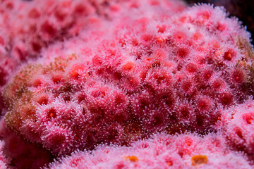 Closeup shot of a beautiful pink coral reef