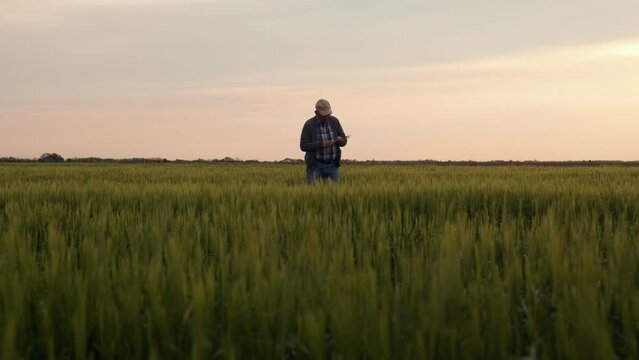 Senior farmer standing in barley field examining crop at sunset.