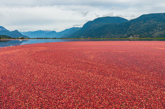 Stunning view of the cranberry harvest process, floating cranberries in the water