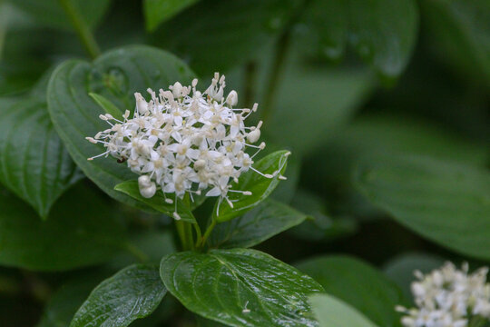 Selective focus shot of silky dogwood flowers surrounded by leaves