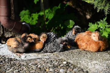 Hühner entspannen in der Sonne auf dem Bio Bauernhof