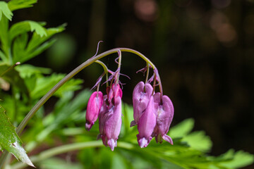Closeup of pacific bleeding heart flowers outdoors during daylight