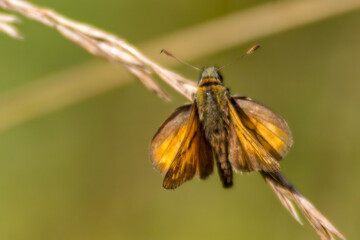 Closeup of a large skipper insect on a twig