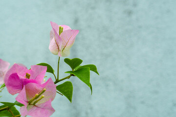 Beautiful pink flower of blooming