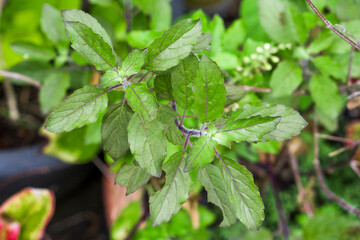 Green basil aromatic spice and medicinal