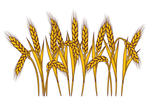 Bunch of wheat. Agricultural image with natural ears of barley or rye.