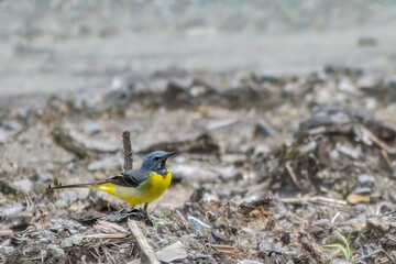 Yellow goldfinch bird in a park