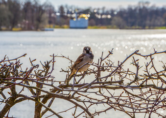 Sparrow on a branch in the Catherine Park in Pushkin (Tsarskoye Selo), St. Petrebur, Russia