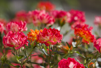 Fototapeta premium small colorful roses