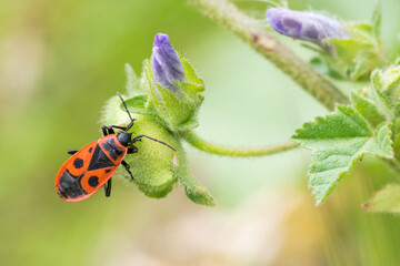 Firebug insect on wildflower - Pyrrhocoris apterus 