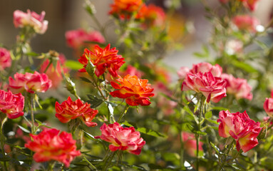 small colorful roses