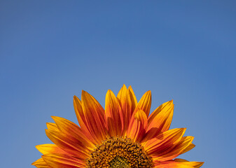 Red and yellow gorgeous five inch sunflowers looks like a solar eclipse with its large chocolate-brown centers surrounded by a red ring and flaring out into golden petal tips against a blue sky.