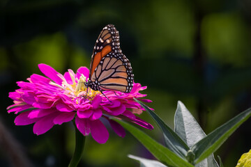 Macro of a Eastern tiger swallowtail Butterfly alighting on a fuchsia zinnia on a prairie garden in...