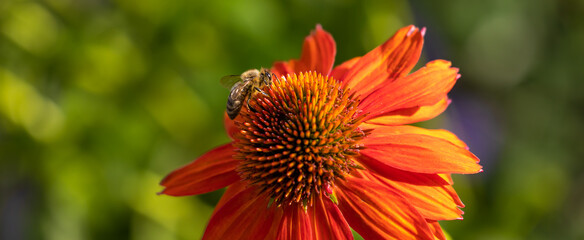 Honeybee balancing precariously on intense orange coneflower, echinacea purpurea, with a dreamy bokeh background