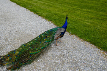 Obraz premium A beautiful peacock walks in the park. A peacock in nature has spread a large tail.