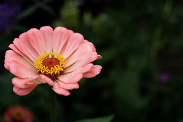 Macro of a beautiful envy peach colored zinnia elegans, single petaled, in a midwest garden wptj a...