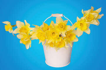 White bucket of yellow daffodils on blue background