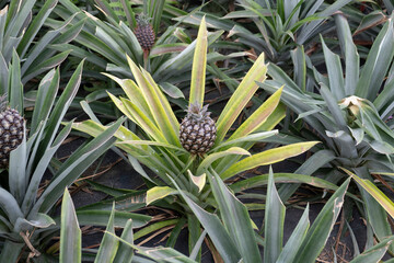 Obraz premium Azorean Pineapple Plant Growing