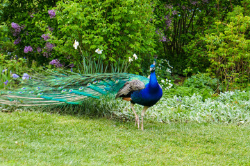 Fototapeta premium A beautiful peacock walks in the park. A peacock in nature has spread a large tail.