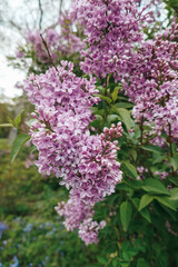 Beautiful lilac blossoms in spring. Purple lilac, bushes in the park.