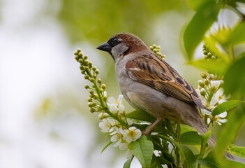sparrow on a branch