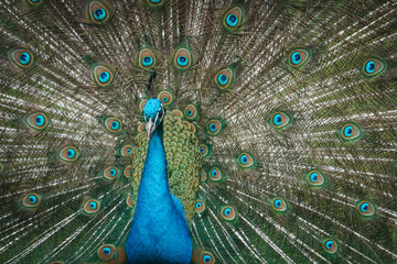 Obraz premium A beautiful peacock walks in the park. A peacock in nature has spread a large tail.