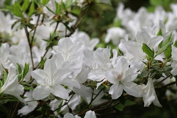 Rhododendron simsii