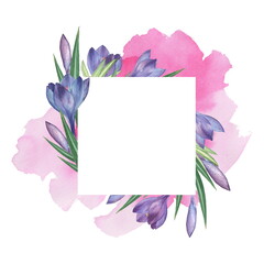 Crocus 9. Watercolor Floral frame. Watercolor illustration. Hand-drawing. Isolated on white - 502443525