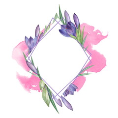 Crocus 10. Watercolor Floral frame. Watercolor illustration. Hand-drawing. Isolated on white - 502443547