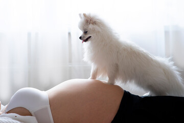Young pregnant woman waiting for a baby resting on the bed, belly close-up, Pomeranian dog nearby