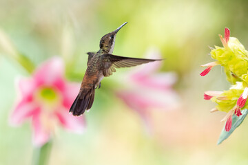 Picturesque, pastel colored scene of a Ruby Topaz hummingbird, Chrysolampis mosquitus, hovering in the air with a pink and white amaryllis flower blurred in the background.