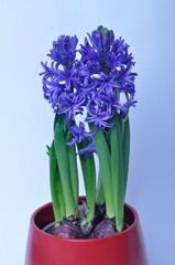 Studio shot of a hyacinth