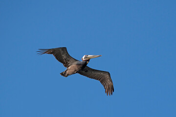 Obraz premium Brown Pelican displays a wide wingspan as it flies in a clear blue sky.