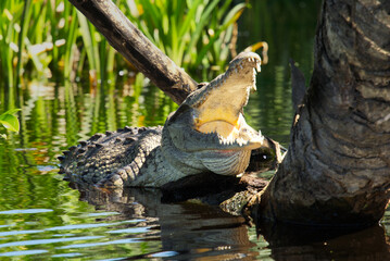 crocodil 
