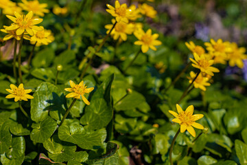 the first spring flower of yellow color against the background of green grass (Corrected)