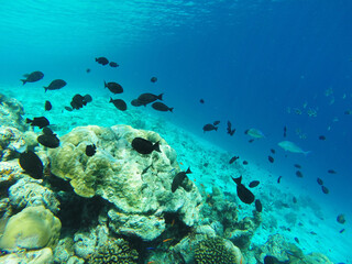Fototapeta na wymiar Underwater in the Indian Ocean. Coral reefs and their inhabitants. Azure clear water. Turquoise blue background.