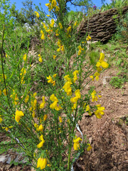 Fleurs jaune de montagne dans les Cévennes, Occitanie