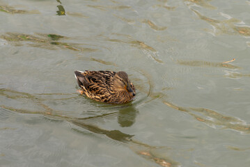 A wild European Mallard on the river (Anas platyrhynchos)