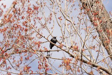 In a tree a Blackbird (Turdus merula) is perched